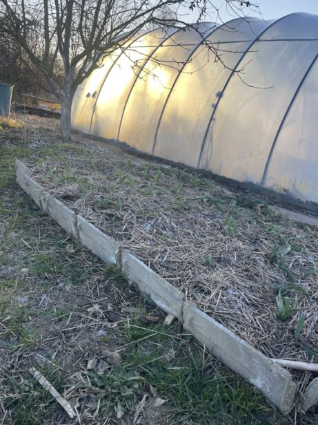 zimní zahrada s&nbsp;foliovníkem