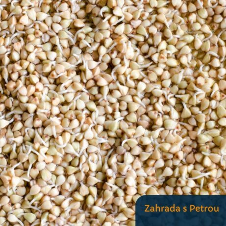 naklíčená pohanka